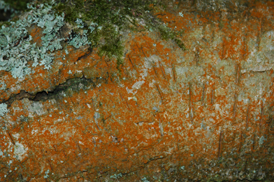 Close up photograph of bark, covered in orange and pale green lichen. The wood appears to be scarred.