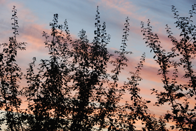 Colour photograph of lacy branches pointing to the sky, outlined against the sunset