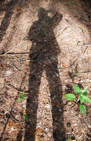 Colour photograph of my shadow cast across the forest.