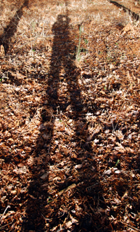 Colour photograph of Ju's shadow across a woodland clearing