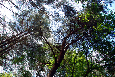 Colour photograph of tree tops outlined against the sky (looking up).