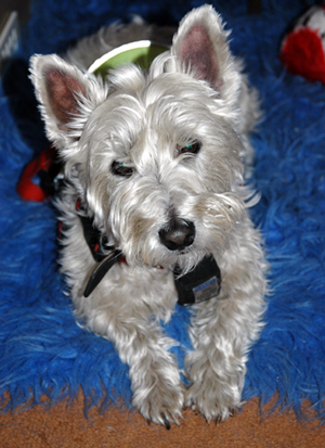 Close up of a Westie lying on a blue furry rug and looking sleepily into the camera. She is wearing a harness and reflective jacket.