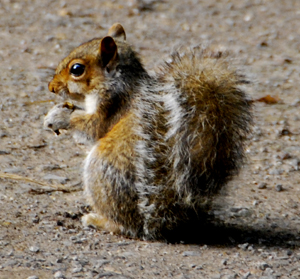 Colour photograph of a grey squirrel sitting on the ground.