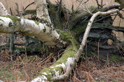 Close-up colour photograph of a silver birch tree uprooted by the winter storms