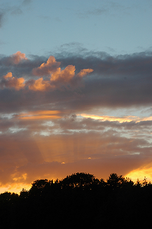 Colour photograph showing the sun setting behind trees which are silhouetted against the orange and blue sky