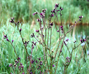 Colour photograph of purple thistles in long grass.