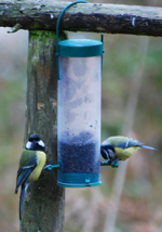 Colour photograph of two bluetits at a bird feeder.