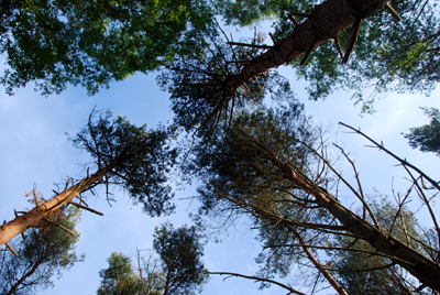 Colour photograph of tree tops overhead, silhouetted against the blue sky.