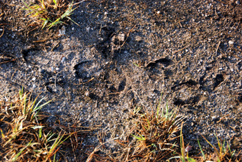 Colour photograph of deer tracks in the sandy soil of the heath.