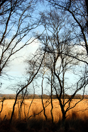 Colour photograph of bare trees outlined against the blue sky and yellow reedbeds.