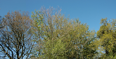Colour photograph of tree tops against a blue sky.