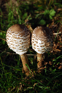 Colour photograph of two conical mushrooms.