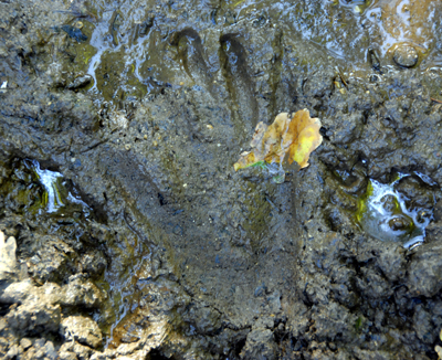 Colour photograph of a hand print in churned firm mud.