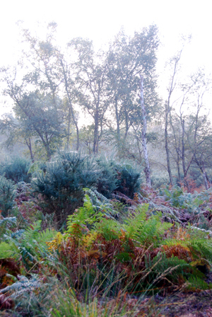 Colour photograph of misty woodland, in shades of green and brown.