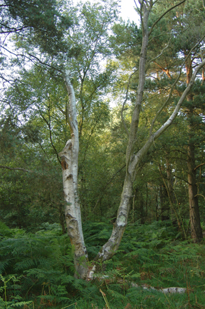 Colour photograph of a silver birch tree, with other trees visible behind it and ferns growing beneath it.