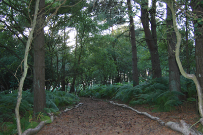 Colour photograph of a path stretching into the woods, its edges marked by tree trunks.